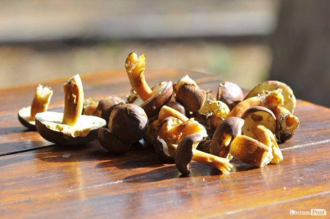 Грибна повінь у волинських лісах. ФОТО