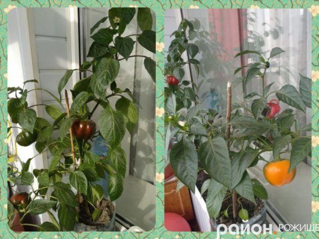 Подружжя волинян вирощує на балконі перець та лимони