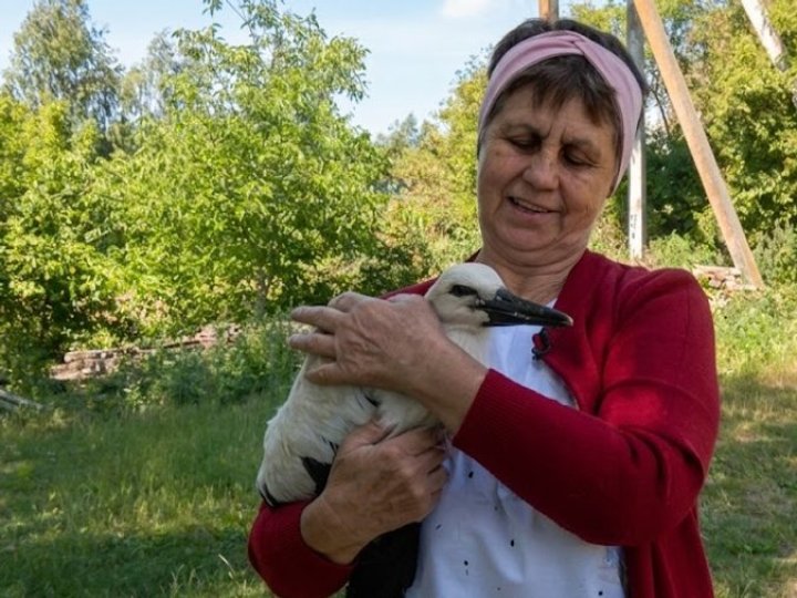 На Волині жінка врятувала лелеку. ВІДЕО