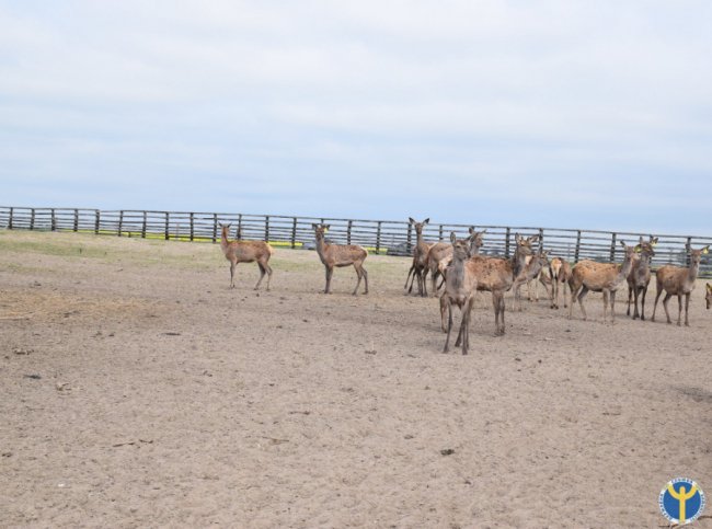 Як на Волині розводять оленів. ФОТО