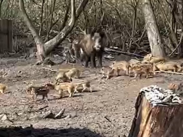 Волинянин врятував із пастки диких кабанів, а вони оселилися на його подвір'ї. ВІДЕО