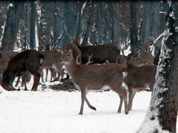 На Волині почали рахувати диких тварин