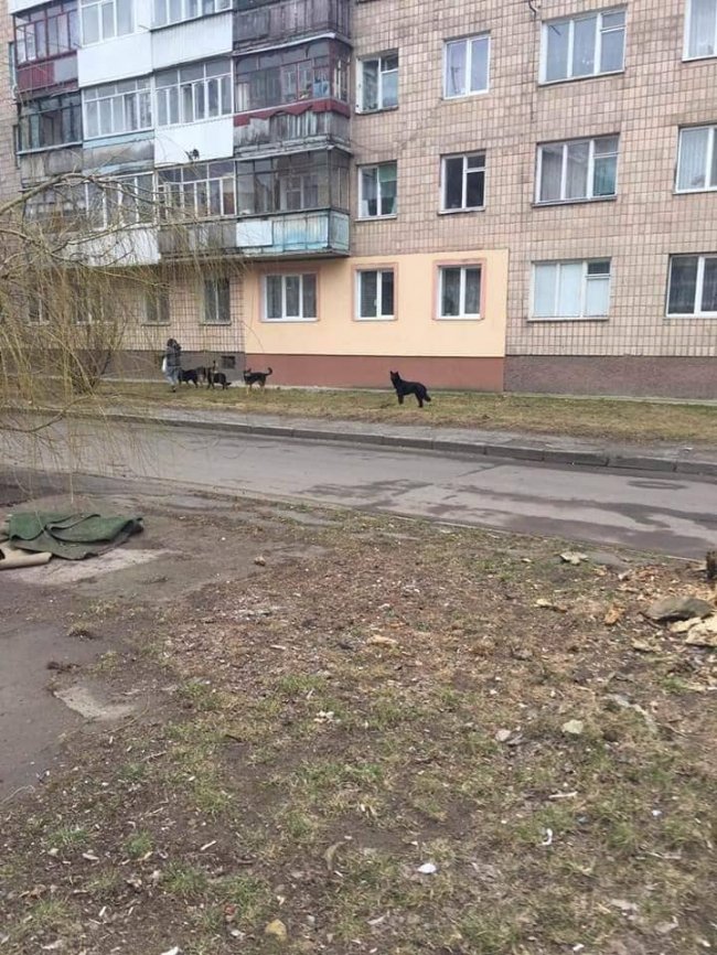 У Луцьку на дитину напала зграя собак. ФОТО