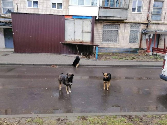 У Луцьку на дитину напала зграя собак. ФОТО