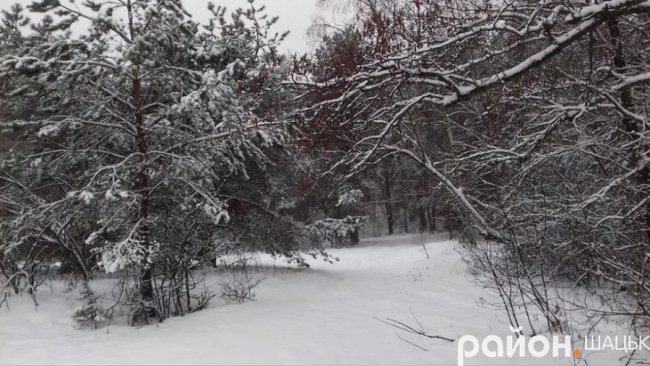 Неймовірні фото засніженого Шацького поозер'я