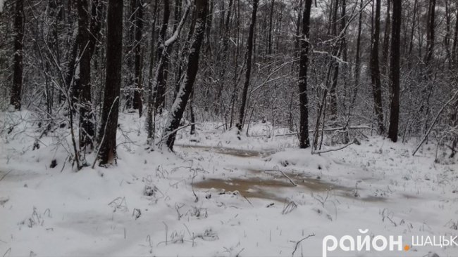 Неймовірні фото засніженого Шацького поозер'я