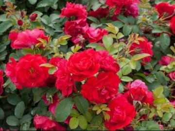 У селі на Волині невідомі вкрали кущі троянд з території дитячого садка