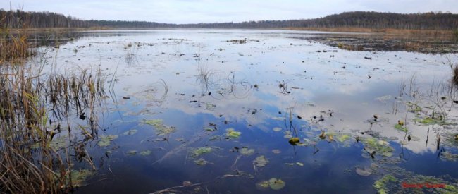 Луцький фотограф поділився світлинами волинського заказника