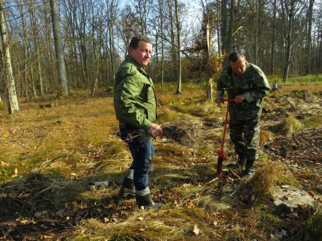 У Цуманській пущі висадили тисячі дубів. ФОТО