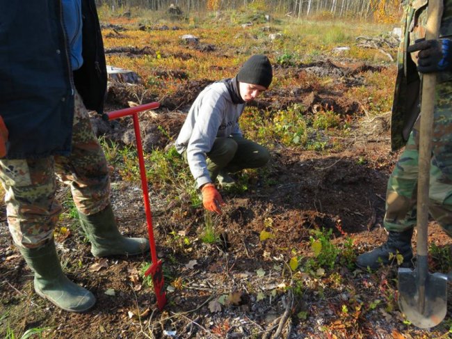 У Цуманській пущі висадили тисячі дубів. ФОТО