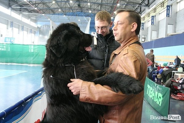 У Луцьку – виставка собак. ФОТО