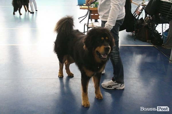 У Луцьку – виставка собак. ФОТО