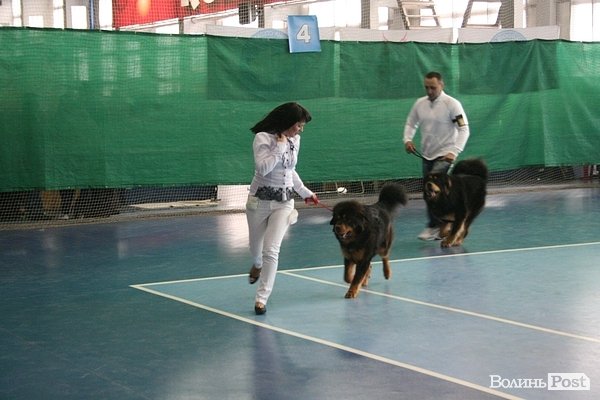 У Луцьку – виставка собак. ФОТО