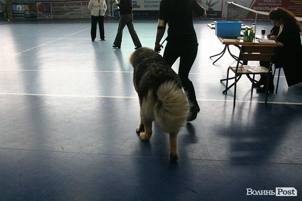 У Луцьку – виставка собак. ФОТО