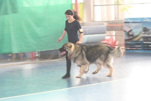 У Луцьку – виставка собак. ФОТО