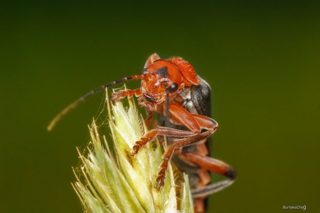 Загадковий комашиний світ в об'єктиві волинського фотографа