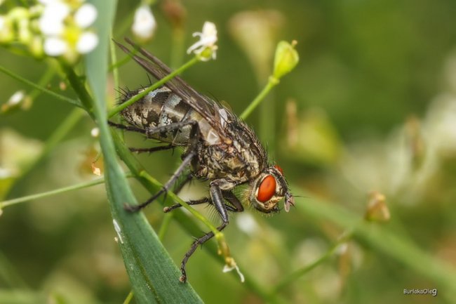 Загадковий комашиний світ в об'єктиві волинського фотографа