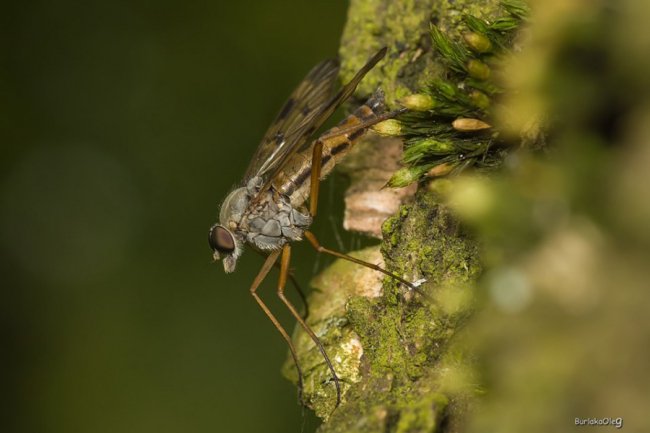 Загадковий комашиний світ в об'єктиві волинського фотографа