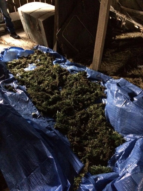 Волинянин на горищі сушив коноплю