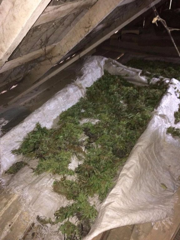 Волинянин на горищі сушив коноплю