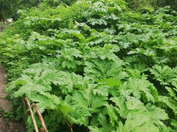 Поблизу луцької школи – чагарники борщівника. ФОТО