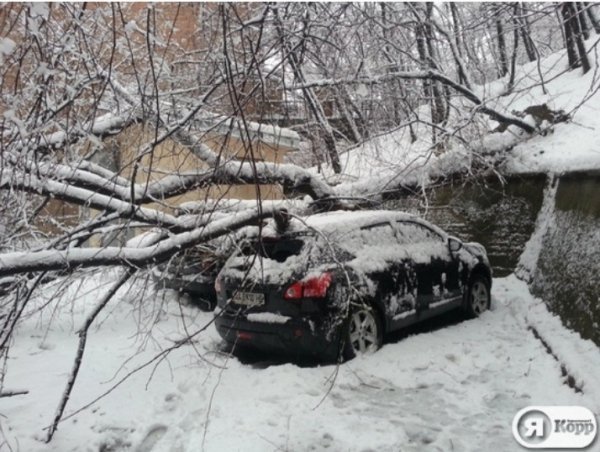 У Києві через негоду дерева падають на людей і розбивають машини. ФОТО