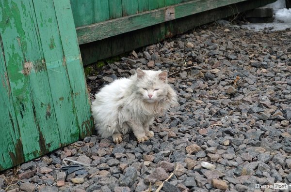 Через відлигу «плаває» приватний сектор у Луцьку. ФОТО