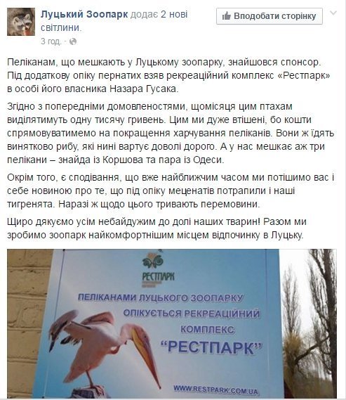 Гусак «взяв під крило» луцьких пеліканів. ФОТО