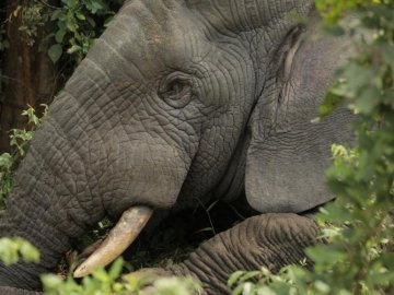 У Франції відкриється будинок для слонів похилого віку