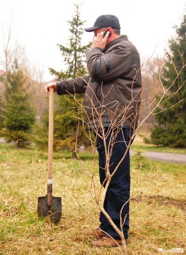 У Центральному парку Луцька чиновники і молодь садили дерева