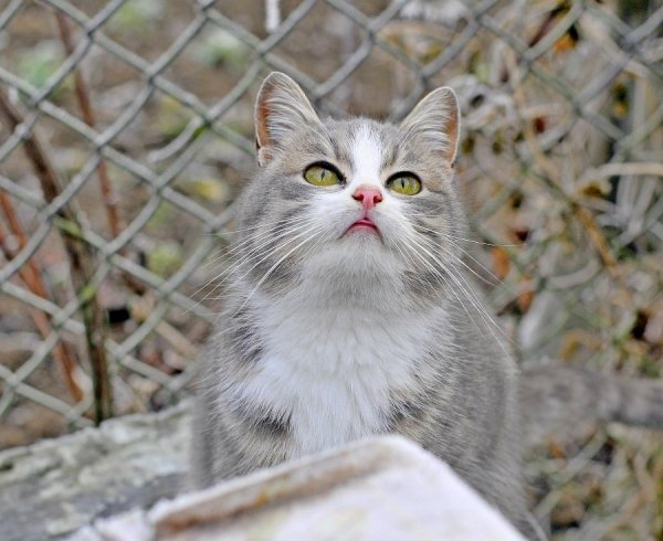 Волинь в льодяному тумані. ФОТО