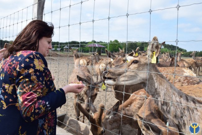 Як на Волині розводять оленів. ФОТО