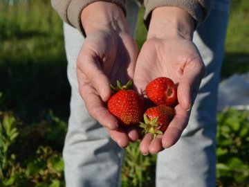 Урожай під загрозою: в Естонії просять повернути українських заробітчан