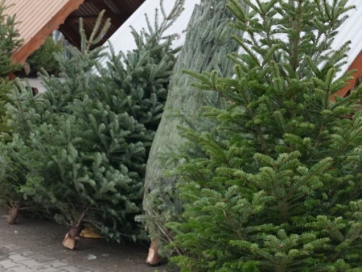 На Волині – одні з найдешевших ялинок в Україні