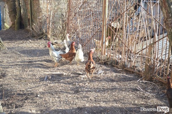 У Старому місті обіцяють зробити ремонт