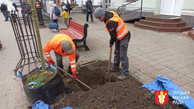 У Луцьку на проспекті Волі та площі Братський Міст висадили 11 нових дерев замість всохлих