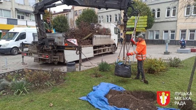 У Луцьку на проспекті Волі та площі Братський Міст висадили 11 нових дерев замість всохлих