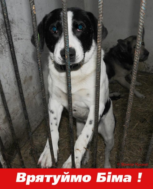 Із луцького притулку хочуть урятувати «центрового» Біма