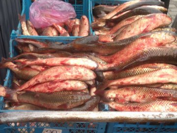На ринках Луцька продавали «незаконну» рибу. ФОТО