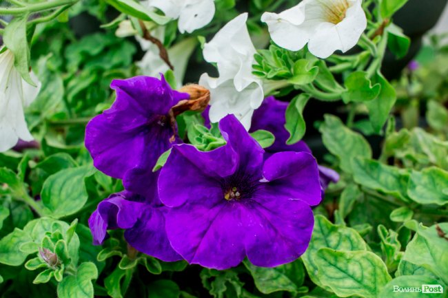 Барвиста краса: літній Луцьк потопає у квітах. ФОТО