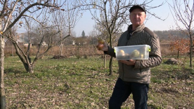 Волинянин 40 років вирощує кизил та інші фрукти. ВІДЕО