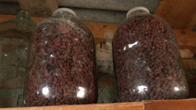 Волинянин 40 років вирощує кизил та інші фрукти. ВІДЕО