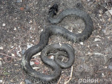 У місті на Волині  біля житлового будинку зловили чималого вужа. ФОТО