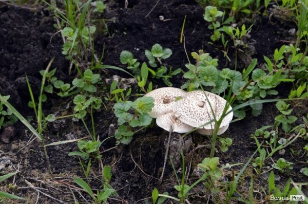 Пляж у Луцьку до купального сезону поки не готовий. ФОТО