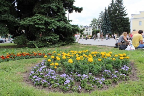 Як прикрасили луцькі клумби. ФОТО