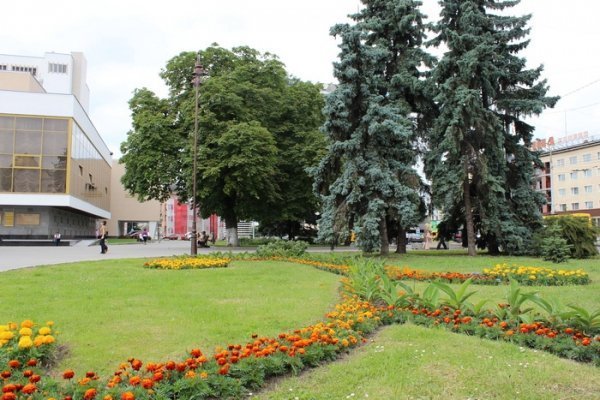 Як прикрасили луцькі клумби. ФОТО