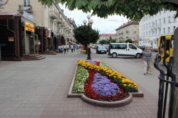 Як прикрасили луцькі клумби. ФОТО