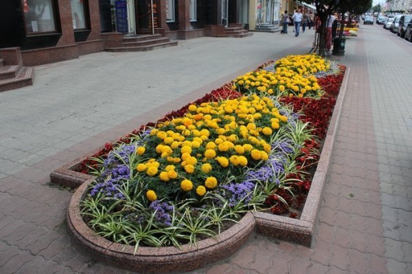 Як прикрасили луцькі клумби. ФОТО