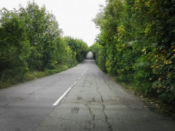 Журналіст показав трасу на Волині, яка нагадує тунель кохання