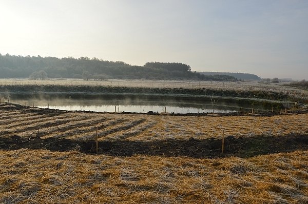 На Волині діти садили дерева. ФОТО